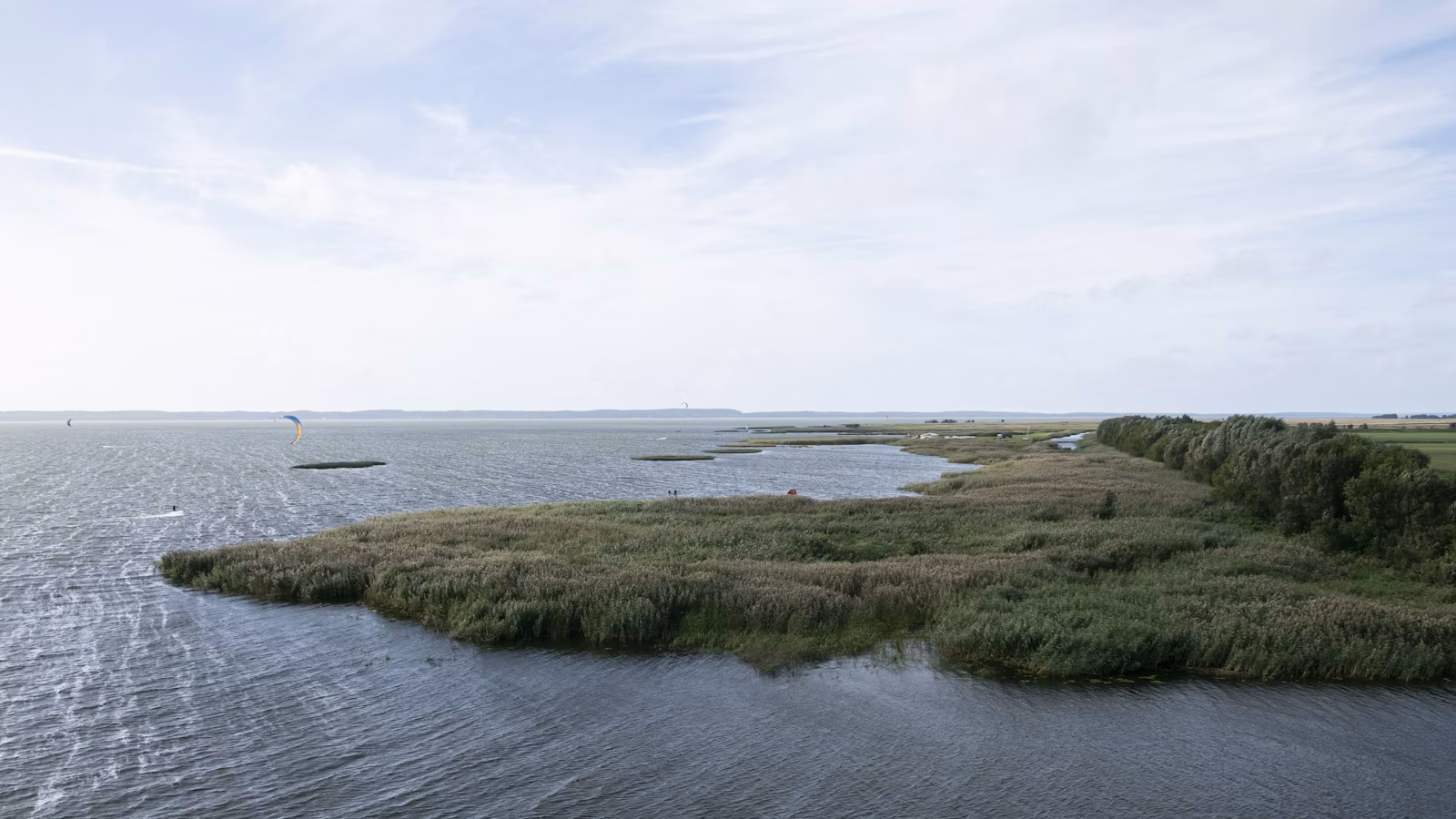 Kuršių marių pakrantė su žole ir nendrynais