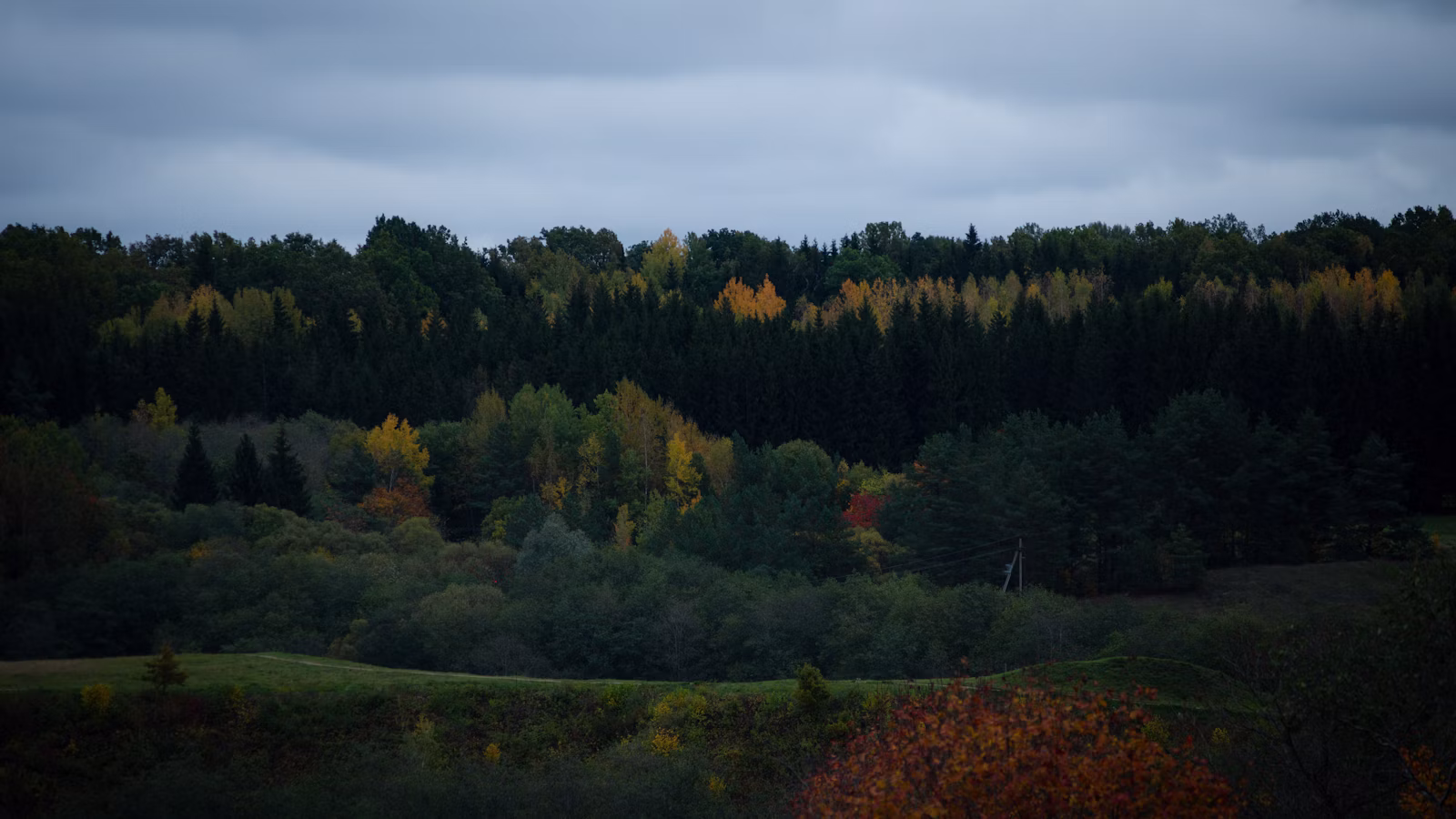 Miškingas kraštovaizdis rudens prieblandoje