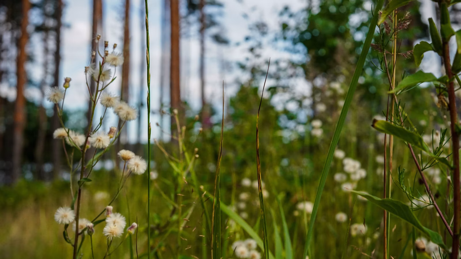 Baltos pievų gėlės ir medžiai kaimo kraštovaizdyje