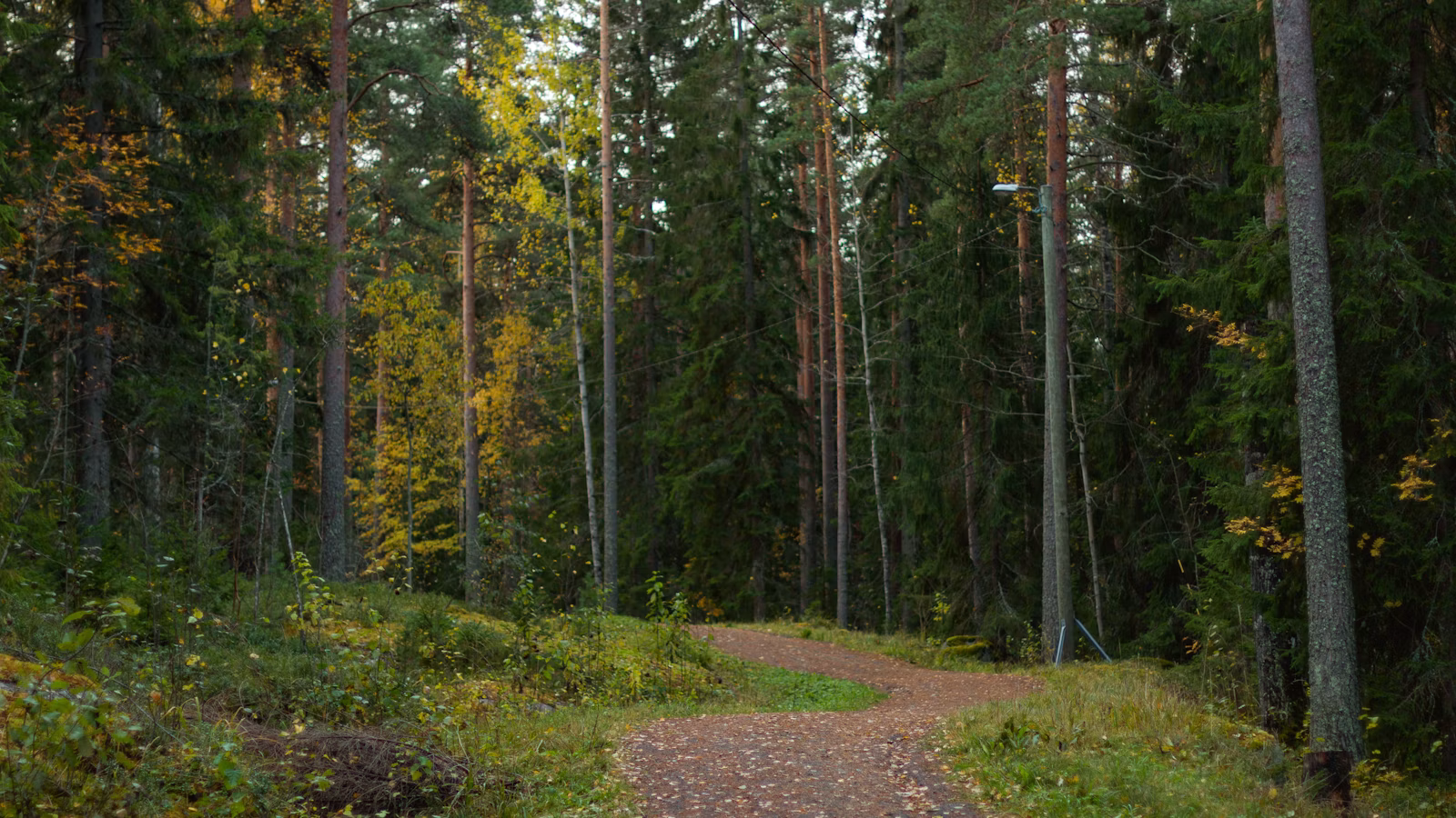 Platus miško takas tarp aukštų tiesių medžių