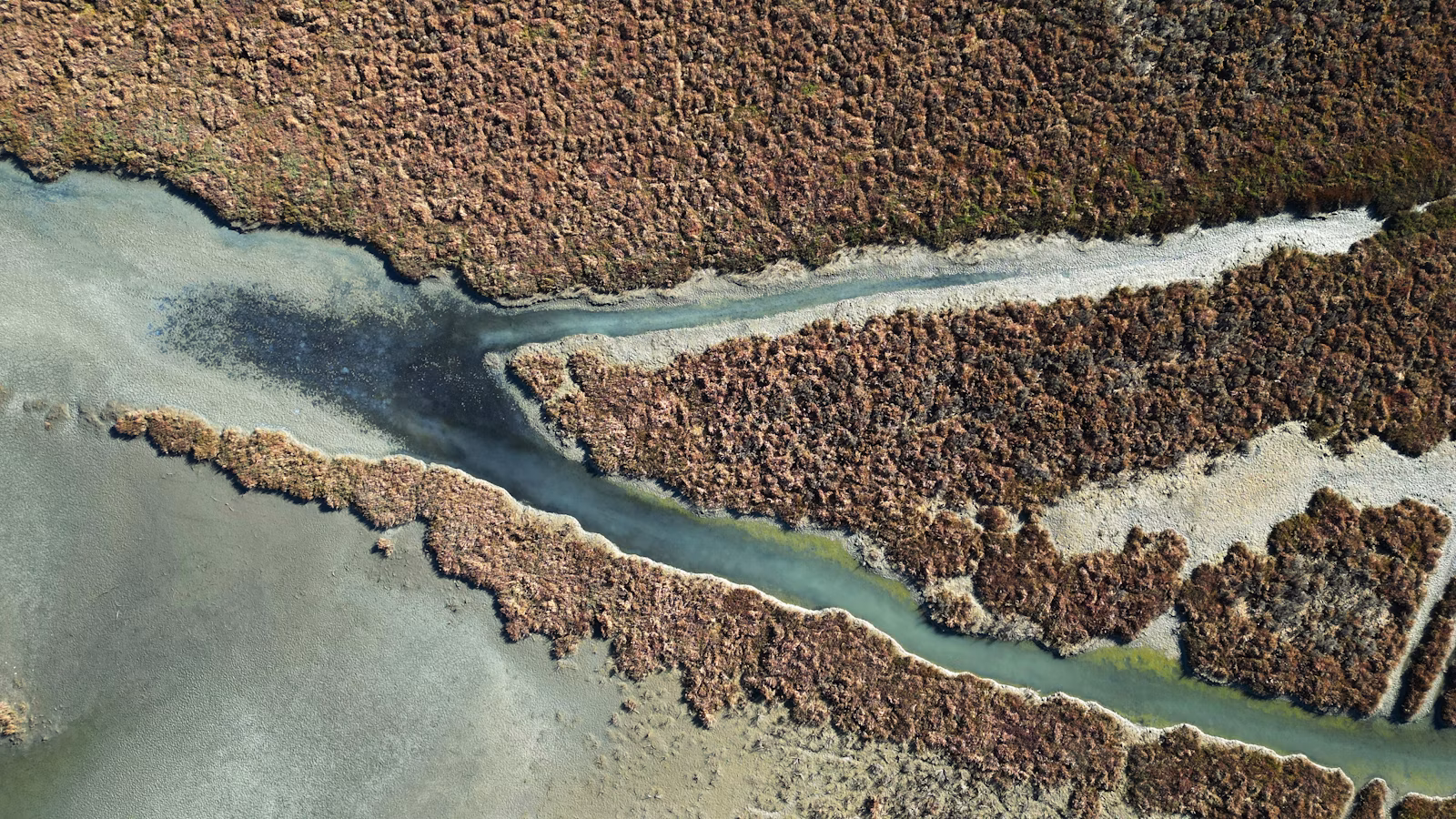 Upės delta su nendynais iš aukštai