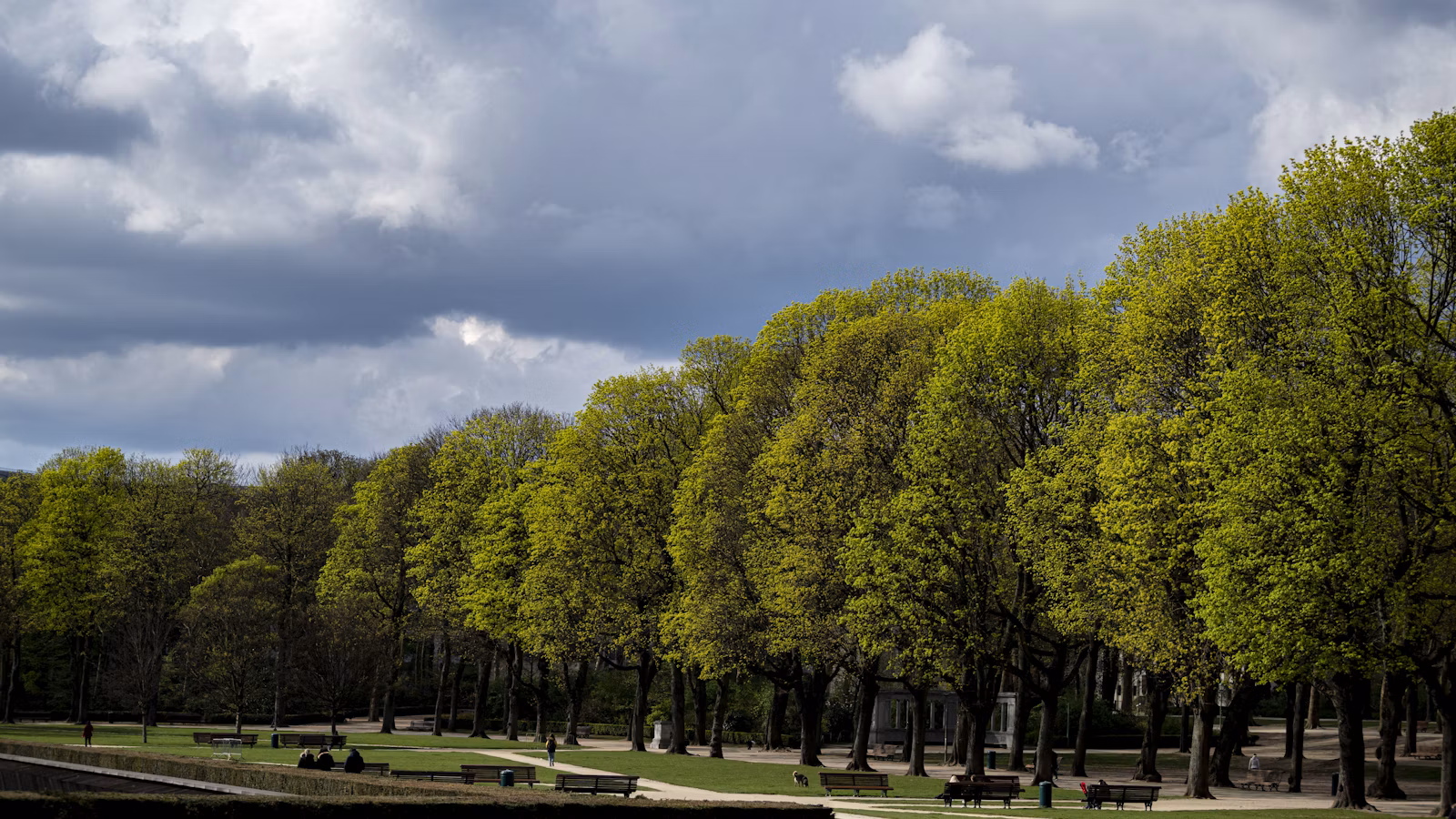 Medžių alėja dvaro parke debesuotą dieną